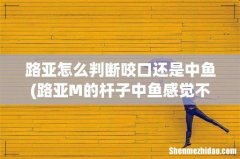 路亚M的杆子中鱼感觉不清晰是什么原因 路亚怎么判断咬口还是中鱼
