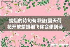 夏天荷花开放蜻蜓翩飞你会想到诗句 蜻蜓的诗句有哪些
