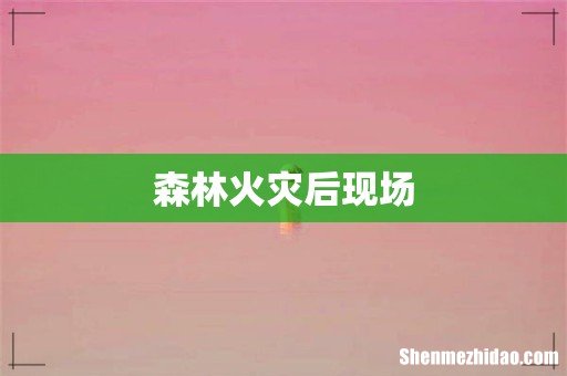 森林火灾后现场