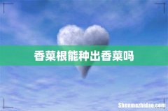 香菜根能种出香菜吗