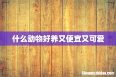 什么动物好养又便宜又可爱