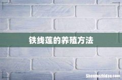 铁线莲的养殖方法