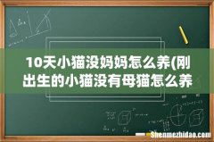 刚出生的小猫没有母猫怎么养 10天小猫没妈妈怎么养