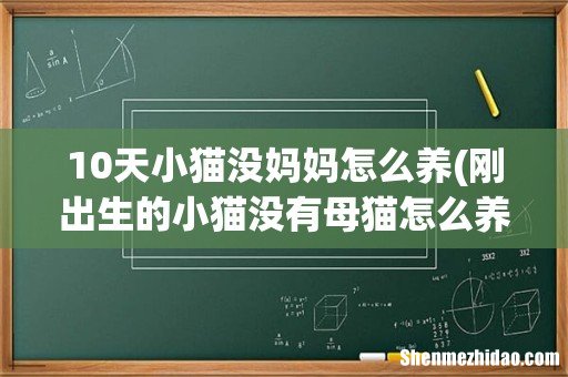 刚出生的小猫没有母猫怎么养 10天小猫没妈妈怎么养
