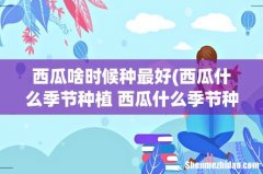 西瓜什么季节种植 西瓜什么季节种植最合适 西瓜啥时候种最好