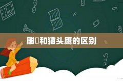 雕鸮和猫头鹰的区别