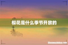 樱花是什么季节开放的
