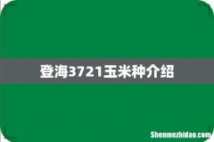登海3721玉米种介绍