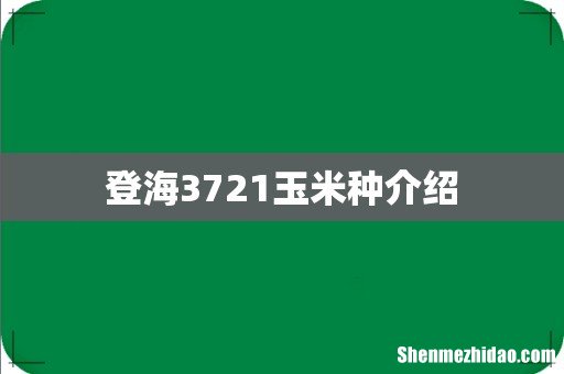 登海3721玉米种介绍