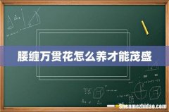 腰缠万贯花怎么养才能茂盛