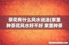 家里种茶花风水好不好 家里种茶花有什么讲究 茶花有什么风水说法