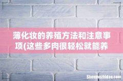 这些多肉很轻松就能养成悬崖桩，在室内养也可以，你知道吗？ 薄化妆的养殖方法和注意事项