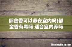 郁金香有毒吗 适合室内养吗 郁金香可以养在室内吗