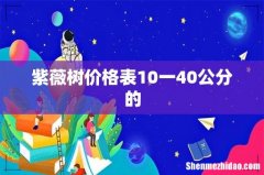 紫薇树价格表10一40公分的