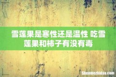 雪莲果是寒性还是温性 吃雪莲果和柿子有没有毒