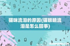 猫眼睛流泪是怎么回事 猫咪流泪的原因