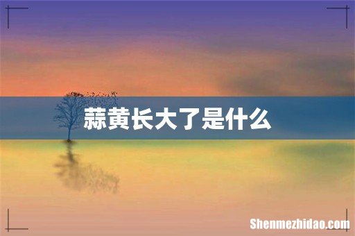 蒜黄长大了是什么