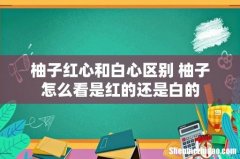 柚子红心和白心区别 柚子怎么看是红的还是白的