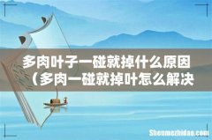 多肉一碰就掉叶怎么解决 多肉叶子一碰就掉什么原因