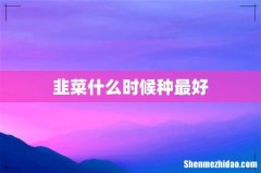 韭菜什么时候种最好