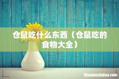 仓鼠吃的食物大全 仓鼠吃什么东西