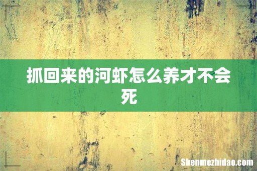 抓回来的河虾怎么养才不会死