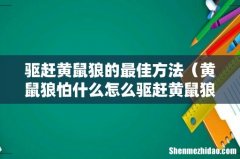 黄鼠狼怕什么怎么驱赶黄鼠狼 驱赶黄鼠狼的最佳方法