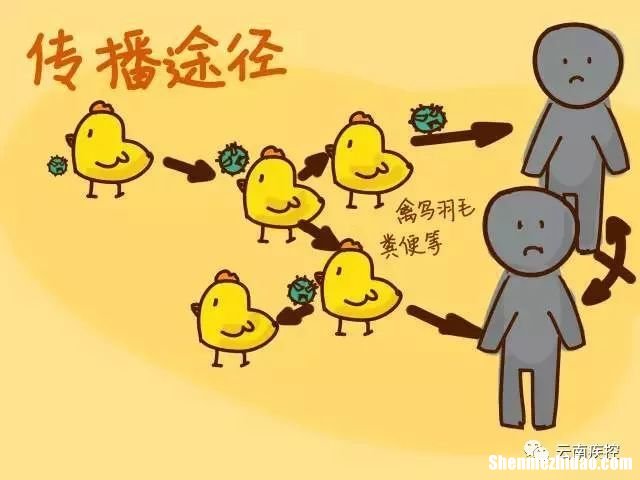 鸡禽流感怎么防治 鸡禽流感怎么可以治好