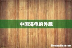 中国海龟的外貌