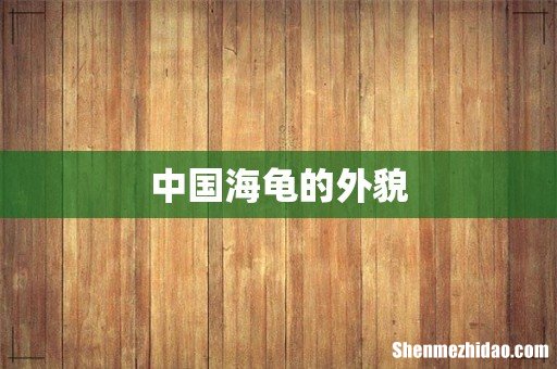 中国海龟的外貌