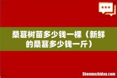 新鲜的桑葚多少钱一斤 桑葚树苗多少钱一棵