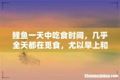 鲤鱼一天中吃食时间，几乎全天都在觅食，尤以早上和晚上最积极！