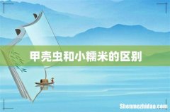 甲壳虫和小糯米的区别