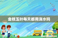 金枝玉叶每天都用浇水吗