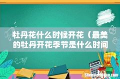 最美的牡丹开花季节是什么时间 牡丹花什么时候开花