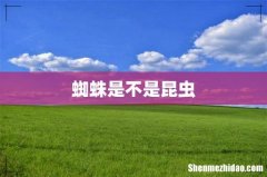 蜘蛛是不是昆虫