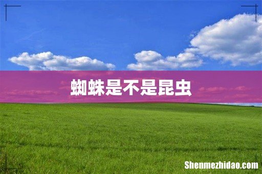 蜘蛛是不是昆虫
