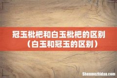 白玉和冠玉的区别 冠玉枇杷和白玉枇杷的区别