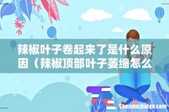 辣椒顶部叶子萎缩怎么回事 辣椒叶子卷起来了是什么原因