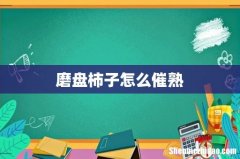 磨盘柿子怎么催熟