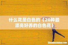 20种最漂亮好养的白色花 什么花是白色的