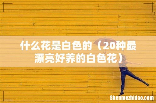 20种最漂亮好养的白色花 什么花是白色的