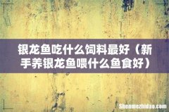 新手养银龙鱼喂什么鱼食好 银龙鱼吃什么饲料最好