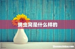 蜱虫窝是什么样的