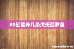 60缸能养几条虎斑菠萝鱼