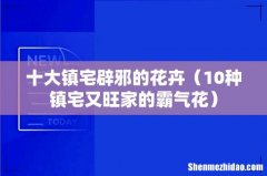 10种镇宅又旺家的霸气花 十大镇宅辟邪的花卉