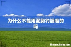 为什么不能用泥鳅钓翘嘴的吗