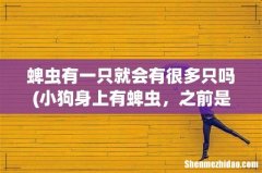 小狗身上有蜱虫，之前是偶尔摸到一只。昨天明显很多，怎么来的啊 蜱虫有一只就会有很多只