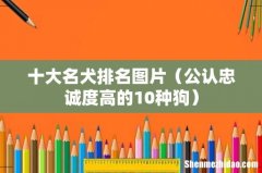 公认忠诚度高的10种狗 十大名犬排名图片