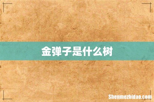 金弹子是什么树